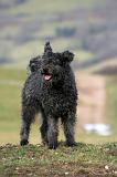 PUMI 006